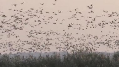 Ortak vinç sürü uçuş, hula Vadisi, İsrail