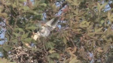 Uçurtma ağaç dalı, hula Vadisi, İsrail üzerinde oturan siyah kanatlı