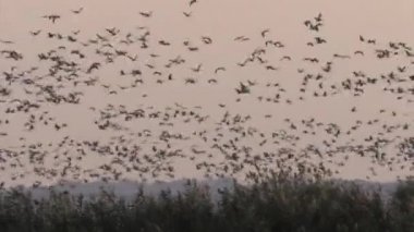 Ortak vinç sürü uçuş, hula Vadisi, İsrail