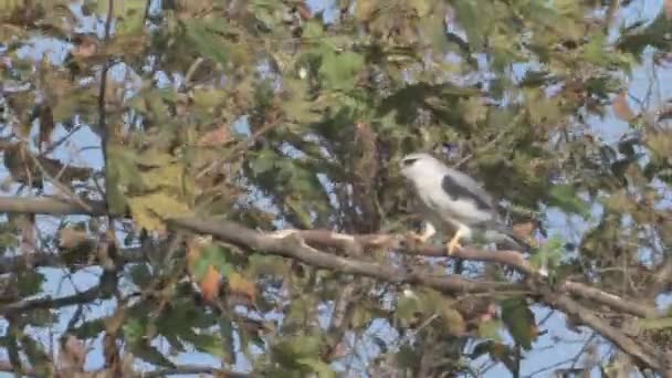 黒翼の凧は 木の枝 イスラエルの上に座って — ストック動画
