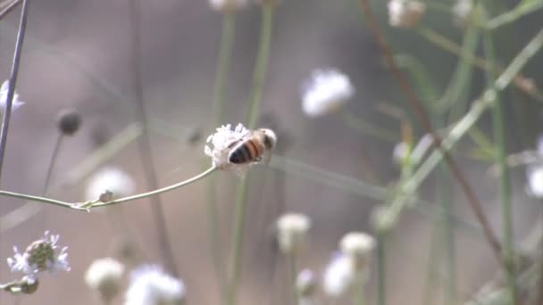 Biene Auf Wildblume Israel — Stockvideo