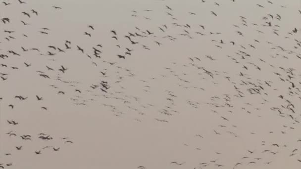Gemensamma Crane Flock Flykt Hula Valley Israel — Stockvideo