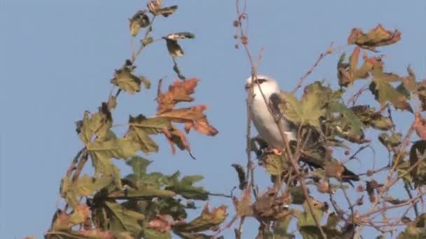 Black Winged Kite Sitting Tree Branch Hula Valley Israel — Stock Video