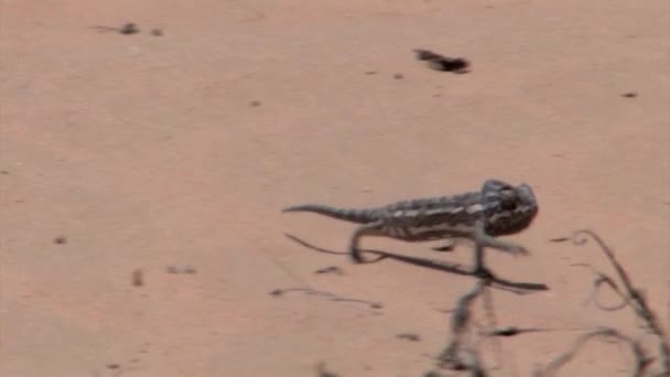 Camaleonte Camminando Dune Sabbia Deserto Del Negev Israele — Video Stock