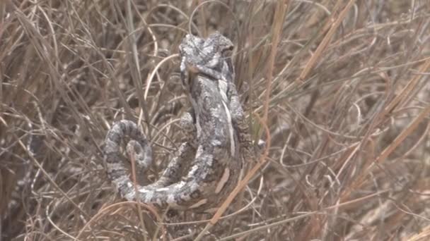 Camaleón Trepando Sobre Arbustos Desierto Del Neguev Israel — Vídeos de Stock