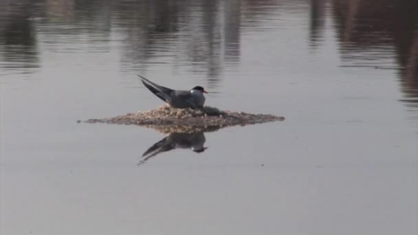 Flussseeschwalbe Brütet Auf Nest Atlit Israel — Stockvideo