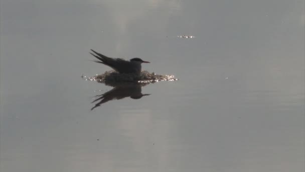 Flussseeschwalbe Brütet Auf Nest Atlit Israel — Stockvideo