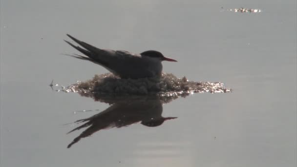 Инкубатор Common Tern Гнезде Атлит Израиль — стоковое видео