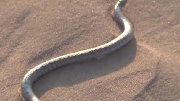 Vista Panorámica Serpiente Serpenteando Duna Arena Negev Israel — Vídeo de stock
