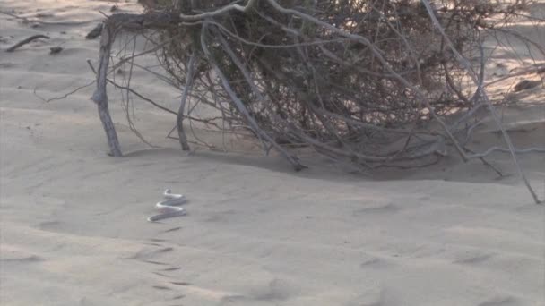 Vue Panoramique Serpent Enroulant Sur Une Dune Sable Néguev Israël — Video