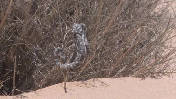 Chameleon Climbing Bush Negev Desert Israel — Stock Video