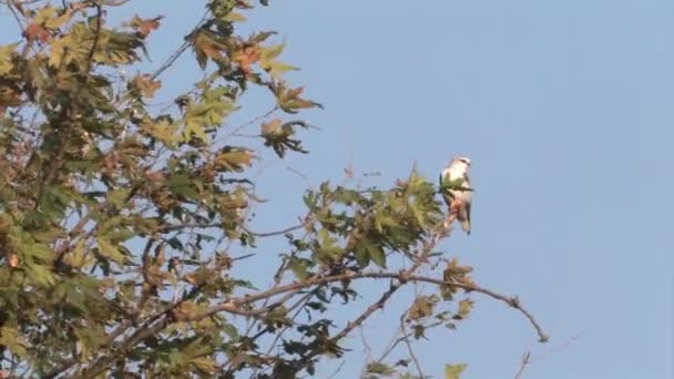 Black Winged Kite Sitting Tree Branch Hula Valley Israel — Stock Video