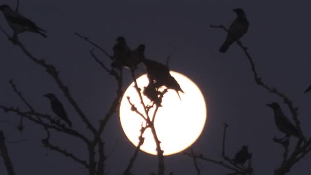 Silhouette Uccelli Canori Sulla Luna Valle Dell Hula Israele — Video Stock