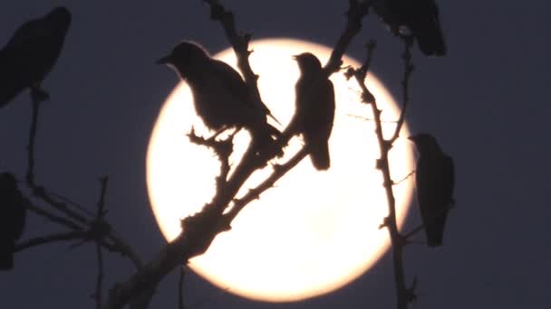 Silhouette Uccelli Canori Sulla Luna Valle Dell Hula Israele — Video Stock