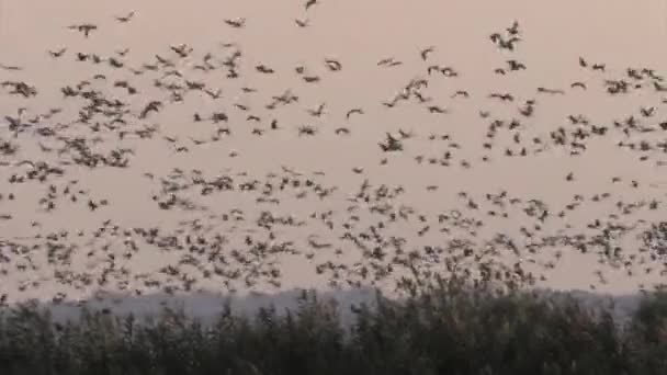 Gemeenschappelijke Kraan Kudde Vlucht Hula Vallei Israël — Stockvideo