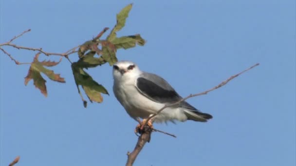 Black Winged Kite Sitting Tree Branch Hula Valley Israel — Stock Video