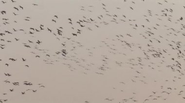 Ortak vinç sürü uçuş, hula Vadisi, İsrail