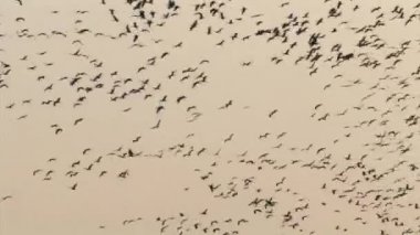 Ortak vinç sürü uçuş, hula Vadisi, İsrail