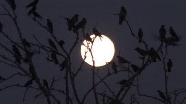 Ötücü siluet olarak moon, hula Vadisi, İsrail