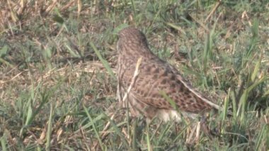 Kerkenez kafa Hula Valley, İsrail kapatın