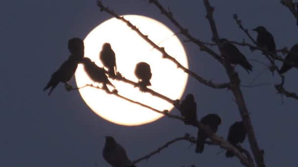 Zangvogels Silhouet Maan Hula Vallei Israël — Stockvideo