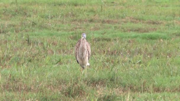 Vista Purple Heron Caça Vale Hula Israel — Vídeo de Stock