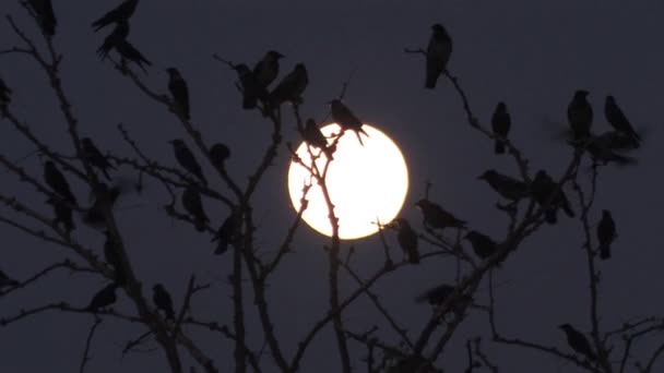 Sångfåglar Siluett Månen Hula Valley Israel — Stockvideo