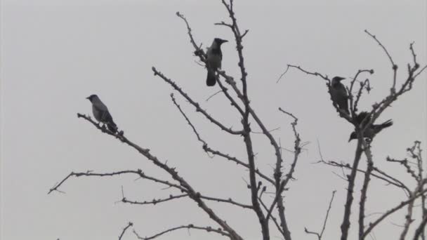 木の枝の上に立つカラスの群れ イスラエル — ストック動画