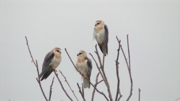 Zwart Gevleugelde Vliegers Zittend Takken Hula Valley Israël — Stockvideo