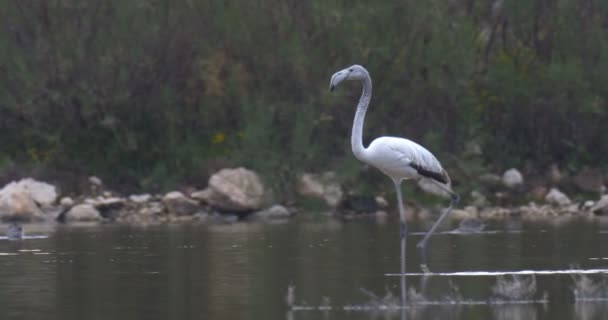 Flamingo Juvenil Carmel Kusten Israel — Stockvideo