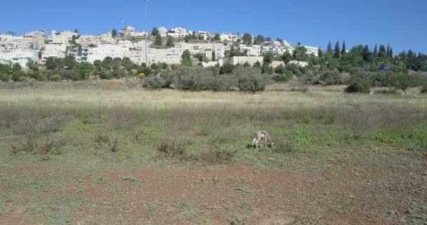 Panoramautsikt Över Berget Gazelle Utfodring Gräs Gazelle Valley Israel — Stockvideo