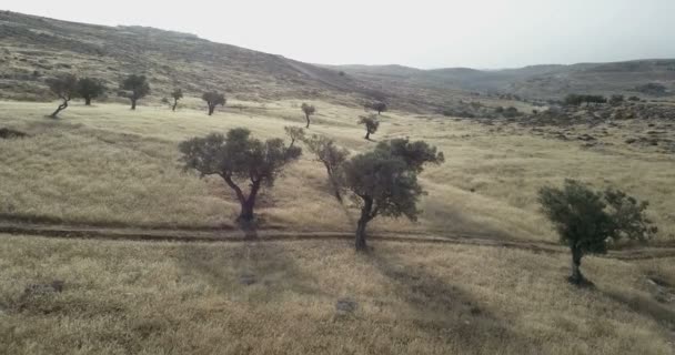 Vista Aérea Los Olivos Jerusalén Este Israel — Vídeos de Stock