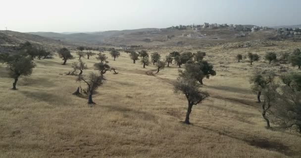 Vista Aérea Los Olivos Jerusalén Este Israel — Vídeos de Stock