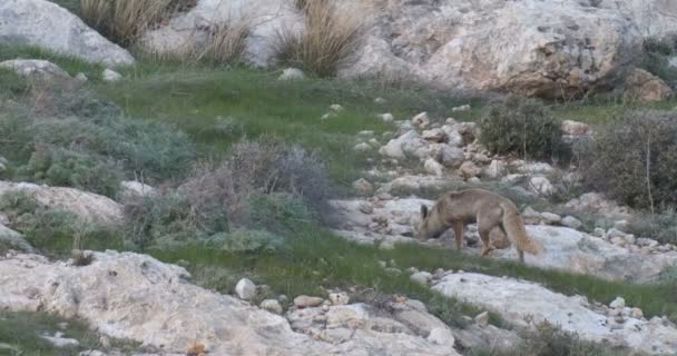 Red Fox Wild Rotsachtige Landschap Jeruzalem Israël — Stockvideo