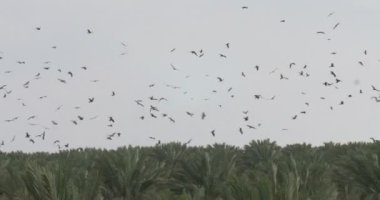Siyah uçurtma uçan üzerinde tarihi palm grove, Jordan Valley, Israel