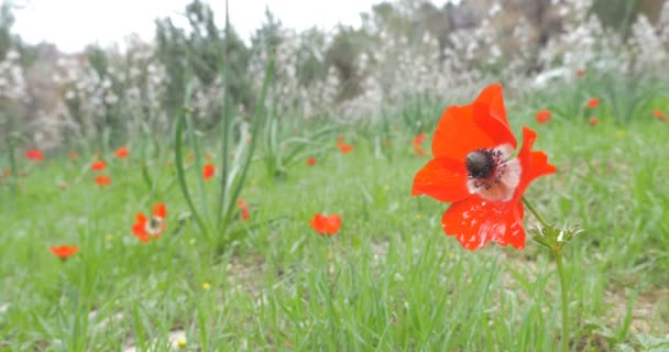 Pohled Kvetoucí Sasanka Květiny Jeruzalémě Hills Izrael — Stock video