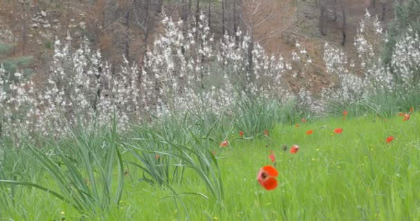 Перегляд Квітучих Anemone Пагорбах Єрусалим Ізраїль — стокове відео