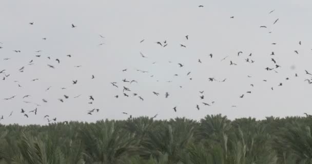 黑风筝飞过 以色列约旦河谷棕榈树丛 — 图库视频影像