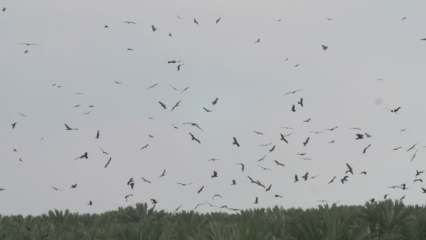 Black Kites Flying Date Palm Grove Jordan Valley Israel — Stock Video