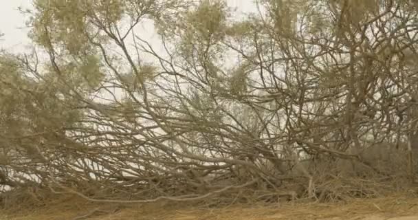 Vista Ravvicinata Della Scopa Asciutta Nella Tempesta Desertica Israele — Video Stock