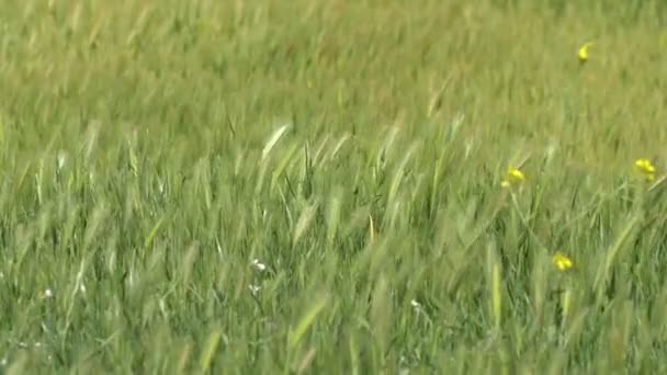 Green Wheat Ripening Field Judea Plains Israel — Stock Video