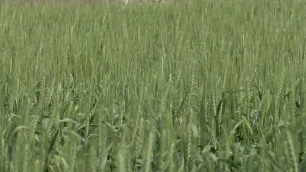 Grano Verde Che Matura Nei Campi Pianure Della Giudea Israele — Video Stock