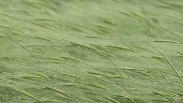 风中绿野大麦的近观 犹太平原 以色列 — 图库视频影像