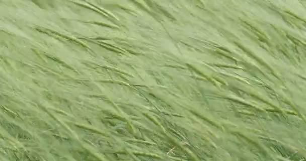 风中绿野大麦的近观 犹太平原 以色列 — 图库视频影像