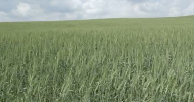 Rüzgar, Judea ovaları, İsrail Yeşil yabani arpa görünümü Kapat