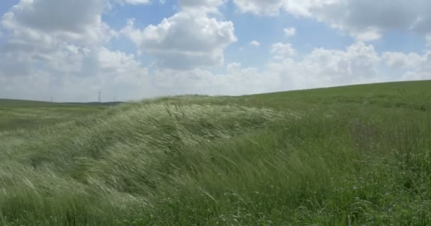Close View Green Wild Barley Wind Judea Plains Israel — Stock Video