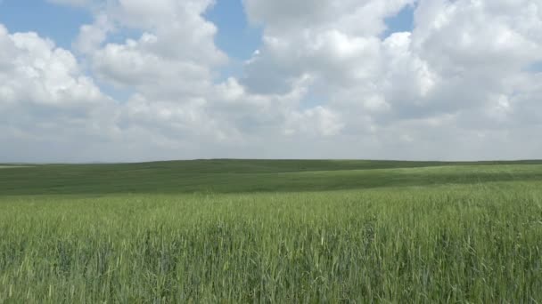 Weizenfeld Unter Blauem Bewölkten Himmel Judäa Ebenen Israel — Stockvideo