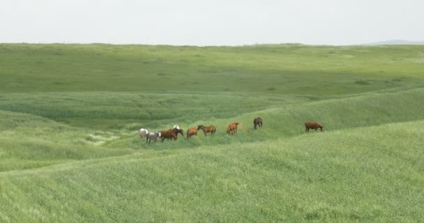 Kudde Paarden Tarweveld Vlakten Van Judea Israël — Stockvideo