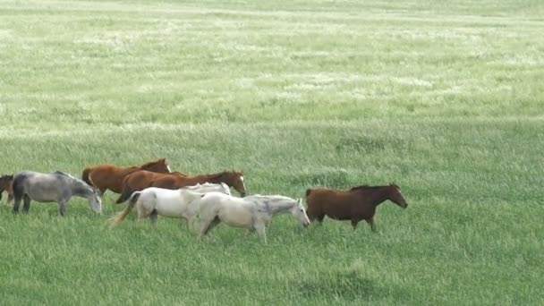 Manada Caballos Campo Trigo Llanuras Judea Israel — Vídeos de Stock