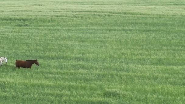 Herd Horses Wheat Field Judea Plains Israel — Stock Video